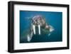 Walrus Swimming Underwater Near Tiholmane Island-Paul Souders-Framed Photographic Print