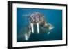 Walrus Swimming Underwater Near Tiholmane Island-Paul Souders-Framed Photographic Print