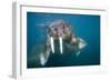 Walrus Swimming Underwater Near Tiholmane Island-Paul Souders-Framed Photographic Print