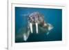 Walrus Swimming Underwater Near Tiholmane Island-Paul Souders-Framed Photographic Print