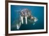 Walrus Swimming Underwater Near Tiholmane Island-Paul Souders-Framed Photographic Print