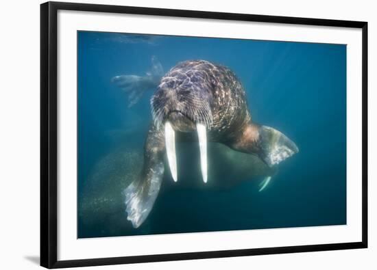 Walrus Swimming Underwater Near Tiholmane Island-Paul Souders-Framed Photographic Print