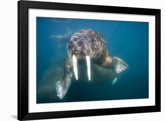 Walrus Swimming Underwater Near Tiholmane Island-Paul Souders-Framed Photographic Print