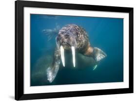 Walrus Swimming Underwater Near Tiholmane Island-Paul Souders-Framed Photographic Print