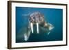 Walrus Swimming Underwater Near Tiholmane Island-Paul Souders-Framed Photographic Print