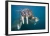 Walrus Swimming Underwater Near Tiholmane Island-Paul Souders-Framed Photographic Print