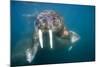 Walrus Swimming Underwater Near Tiholmane Island-Paul Souders-Mounted Photographic Print