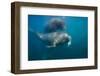 Walrus Swimming Underwater Near Tiholmane Island-Paul Souders-Framed Photographic Print