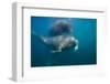 Walrus Swimming Underwater Near Tiholmane Island-Paul Souders-Framed Photographic Print