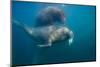 Walrus Swimming Underwater Near Tiholmane Island-Paul Souders-Mounted Photographic Print