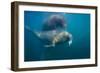 Walrus Swimming Underwater Near Tiholmane Island-Paul Souders-Framed Photographic Print