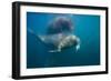 Walrus Swimming Underwater Near Tiholmane Island-Paul Souders-Framed Photographic Print