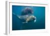 Walrus Swimming Underwater Near Tiholmane Island-Paul Souders-Framed Photographic Print