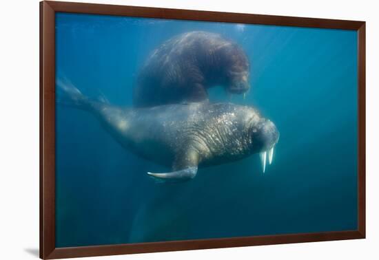 Walrus Swimming Underwater Near Tiholmane Island-Paul Souders-Framed Photographic Print