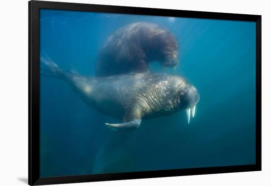 Walrus Swimming Underwater Near Tiholmane Island-Paul Souders-Framed Photographic Print