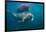 Walrus Swimming Underwater Near Tiholmane Island-Paul Souders-Framed Photographic Print