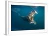 Walrus Swimming Underwater Near Tiholmane Island-Paul Souders-Framed Photographic Print