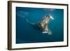 Walrus Swimming Underwater Near Tiholmane Island-Paul Souders-Framed Photographic Print