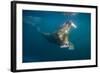 Walrus Swimming Underwater Near Tiholmane Island-Paul Souders-Framed Photographic Print