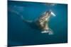 Walrus Swimming Underwater Near Tiholmane Island-Paul Souders-Mounted Photographic Print