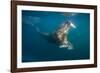 Walrus Swimming Underwater Near Tiholmane Island-Paul Souders-Framed Photographic Print