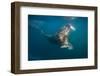 Walrus Swimming Underwater Near Tiholmane Island-Paul Souders-Framed Photographic Print