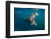 Walrus Swimming Underwater Near Tiholmane Island-Paul Souders-Framed Photographic Print