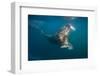 Walrus Swimming Underwater Near Tiholmane Island-Paul Souders-Framed Photographic Print