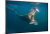 Walrus Swimming Underwater Near Tiholmane Island-Paul Souders-Mounted Photographic Print