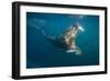 Walrus Swimming Underwater Near Tiholmane Island-Paul Souders-Framed Photographic Print