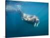 Walrus Swimming Underwater Near Tiholmane Island-Paul Souders-Stretched Canvas