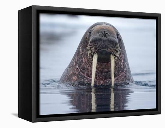 Walrus swimming-Paul Souders-Framed Stretched Canvas