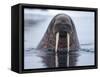 Walrus swimming-Paul Souders-Framed Stretched Canvas