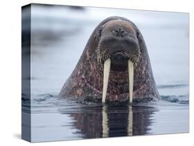 Walrus swimming-Paul Souders-Stretched Canvas