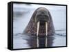 Walrus swimming-Paul Souders-Framed Stretched Canvas