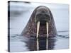 Walrus swimming-Paul Souders-Stretched Canvas