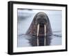 Walrus swimming-Paul Souders-Framed Premium Photographic Print