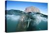 Walrus Swimming-Paul Souders-Stretched Canvas