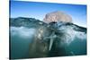 Walrus Swimming-Paul Souders-Stretched Canvas