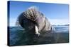 Walrus Swimming-null-Stretched Canvas