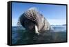 Walrus Swimming-null-Framed Stretched Canvas