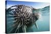 Walrus Swimming-null-Stretched Canvas