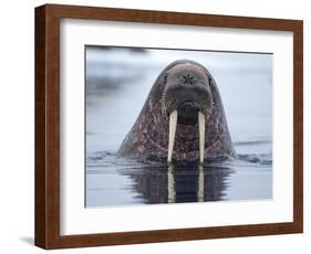 Walrus swimming-Paul Souders-Framed Photographic Print