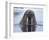 Walrus swimming-Paul Souders-Framed Photographic Print