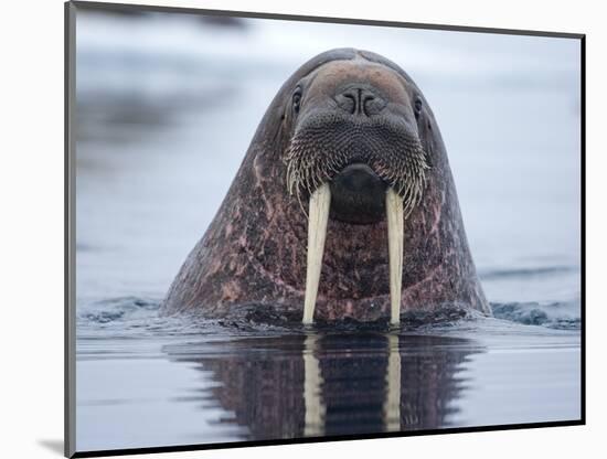 Walrus swimming-Paul Souders-Mounted Photographic Print