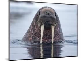 Walrus swimming-Paul Souders-Mounted Photographic Print