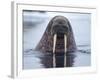 Walrus swimming-Paul Souders-Framed Photographic Print