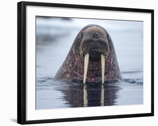 Walrus swimming-Paul Souders-Framed Photographic Print