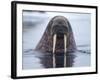 Walrus swimming-Paul Souders-Framed Photographic Print