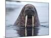 Walrus swimming-Paul Souders-Mounted Photographic Print